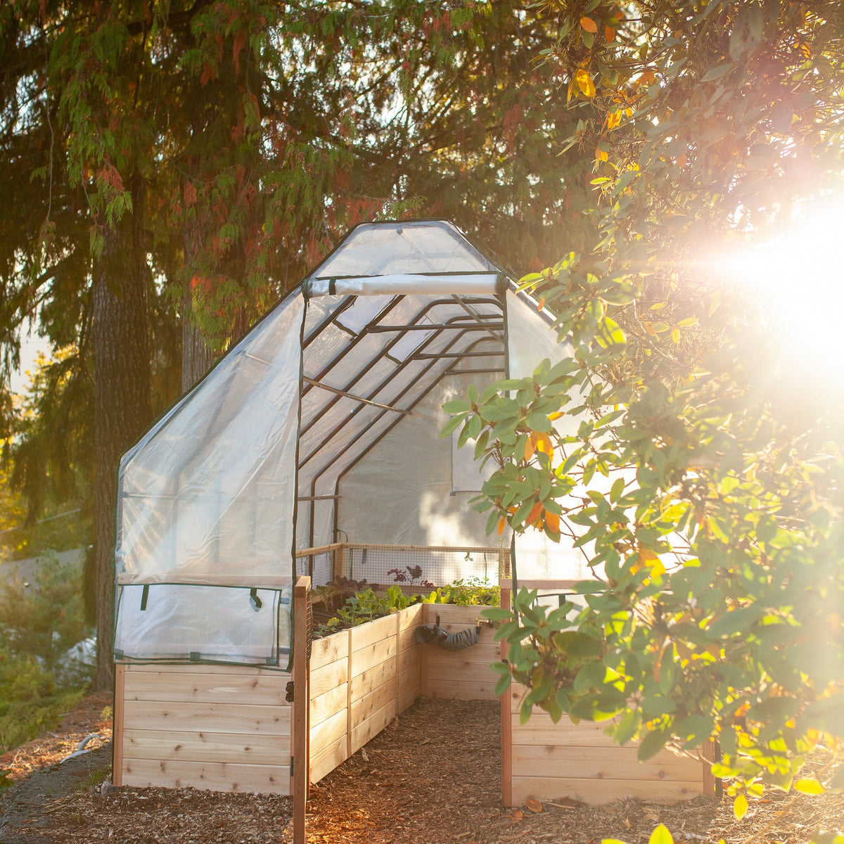 Cedar Complete Raised Garden Bed Kit with Greenhouse Cover 8′ x 12′